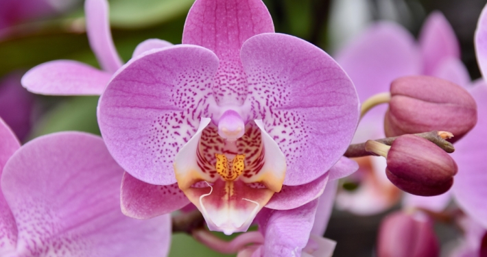 Zimmerpflanzen | Orchideen